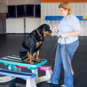 Day Training - Image 2