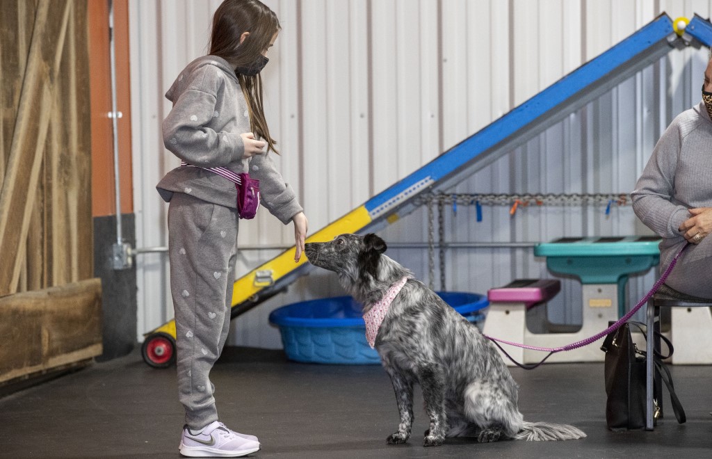 D O G Obedience Group Dog And Puppy Obedience Training Classes