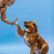 D.O.G. Obedience Group - Why Training Your Dog is Important