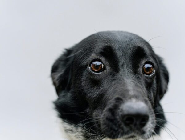 Shock Collars and their Impact on Training