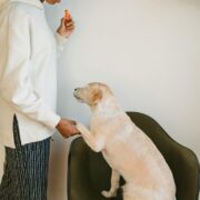 D.O.G. Obedience Training - How Dog's Learn