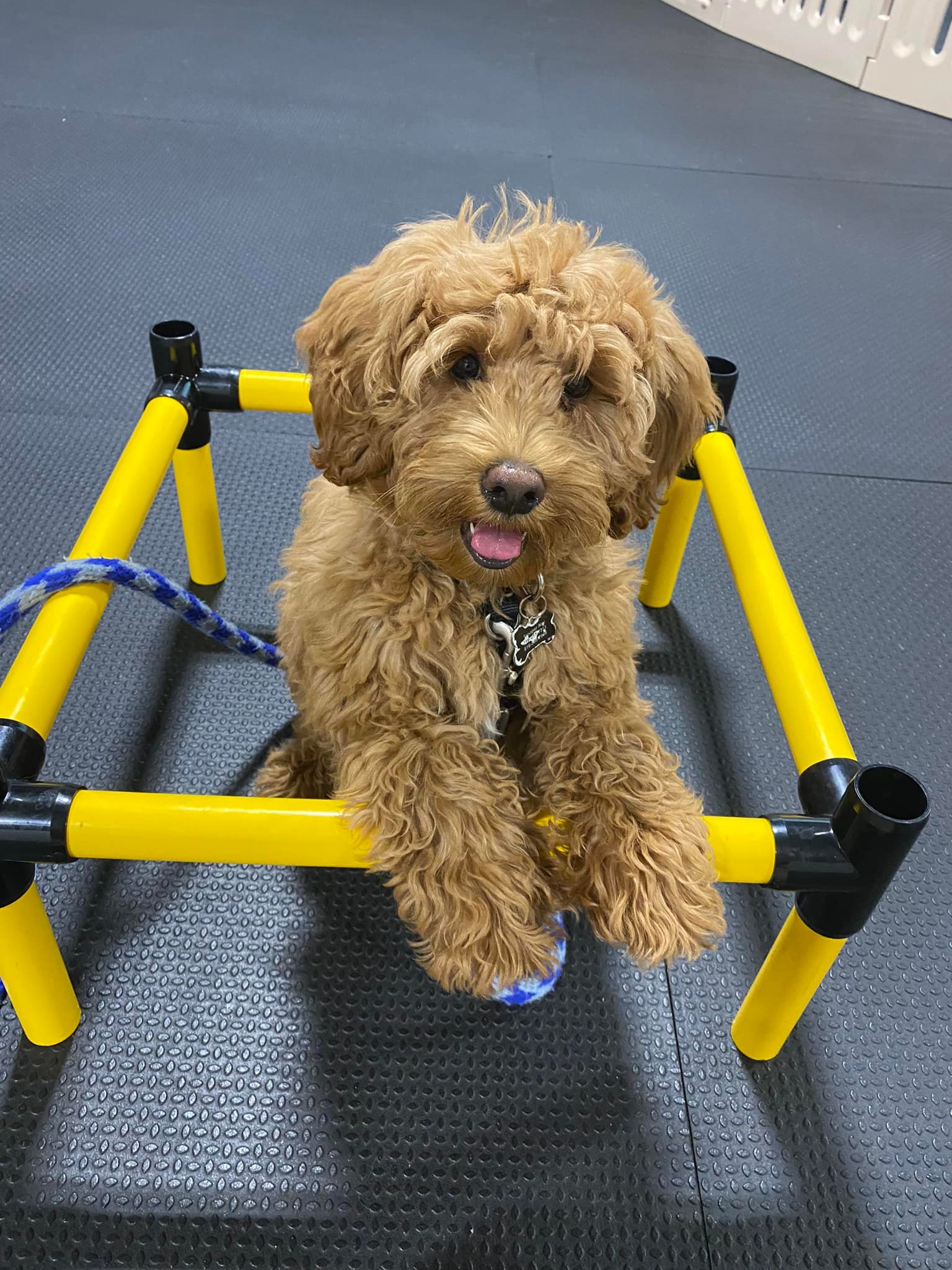 Trainer guiding a calm dog with owner