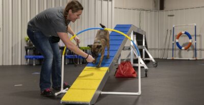 D.O.G. Obedience Group - Dog Trainer Course