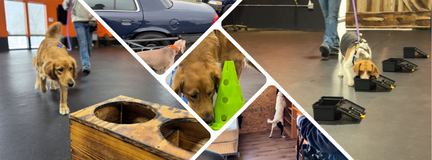 D.O.G. Obedience Group - K9 Scent Work Banner Image