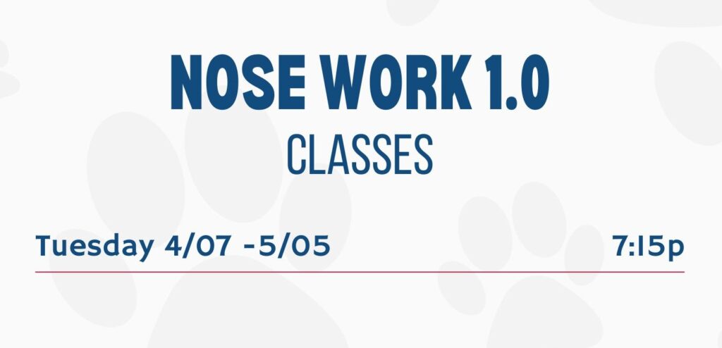 Nosework, group class